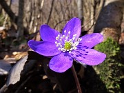 15 Hepatica nobilis (Erba trinita) sul sent.594A